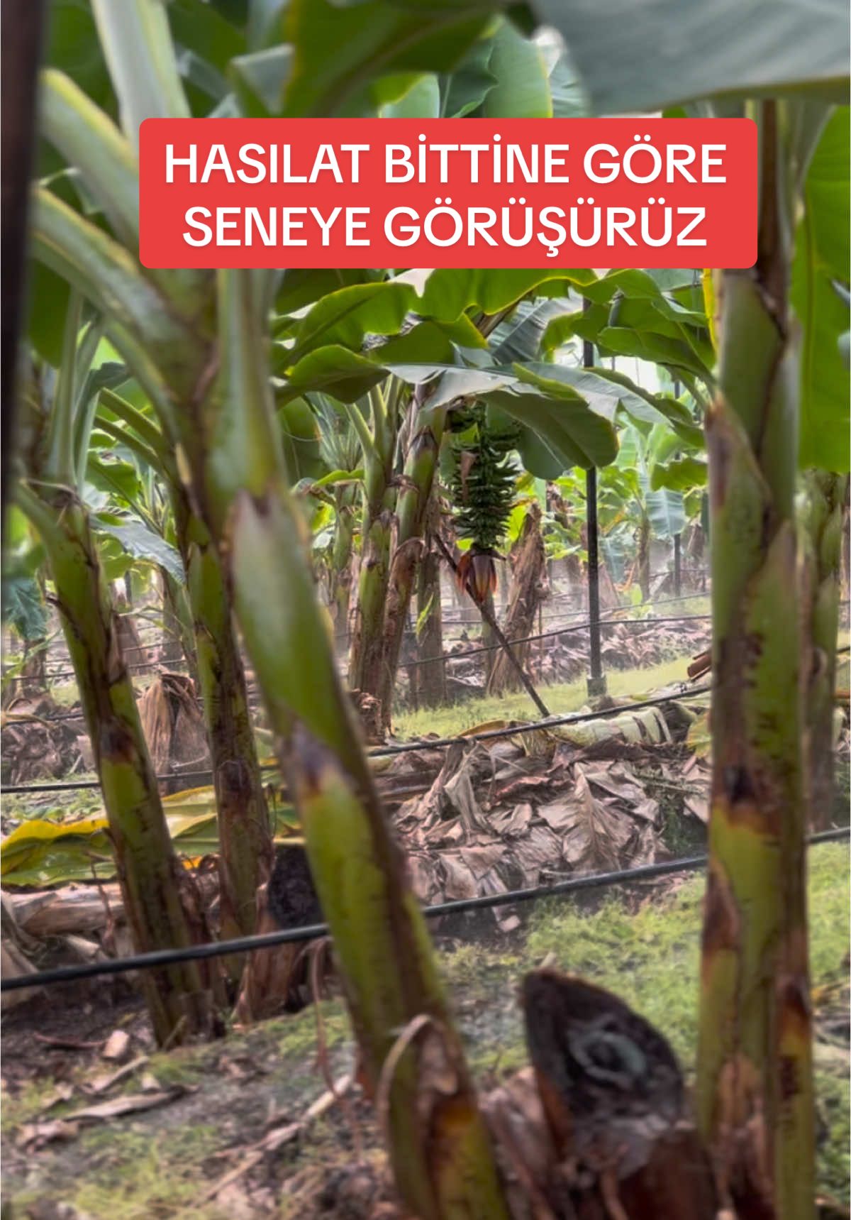 @Berhan Şimşekk
