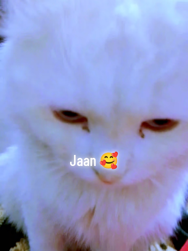 @𝓜𝔂𝓼𝓽𝓮𝓻𝓲𝓸𝓾𝓼 𝓰𝓲𝓻𝓵,