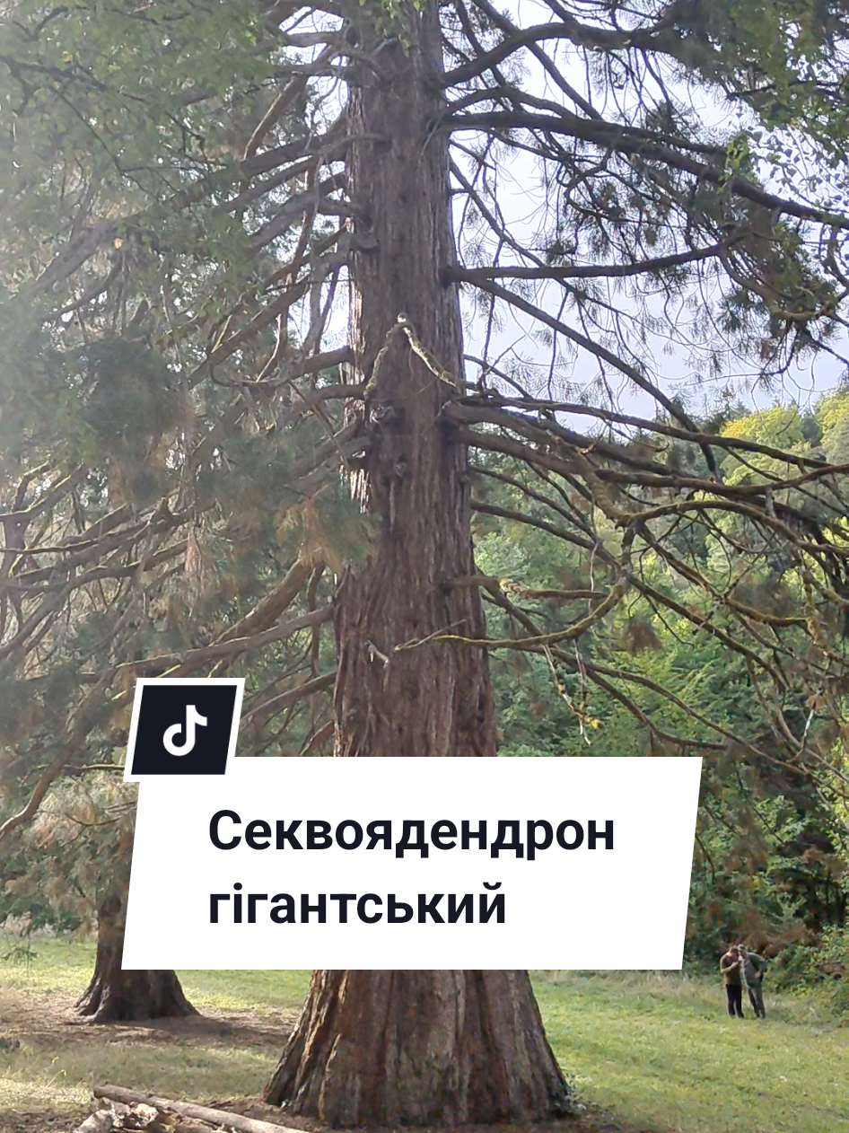 @Юрій Сірук