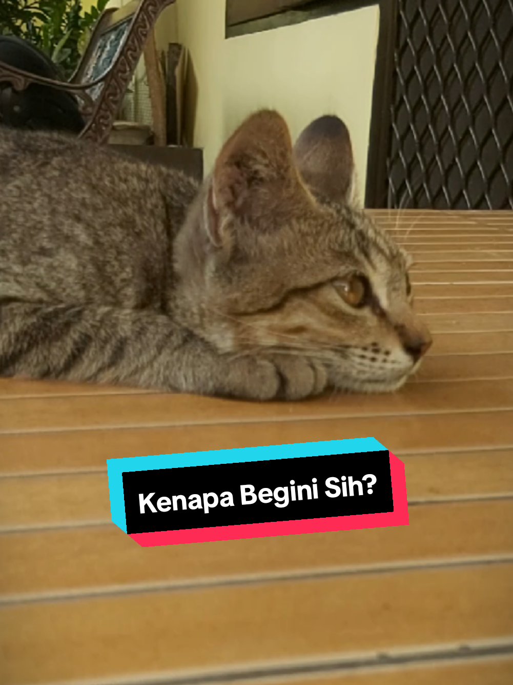@meoweverydays