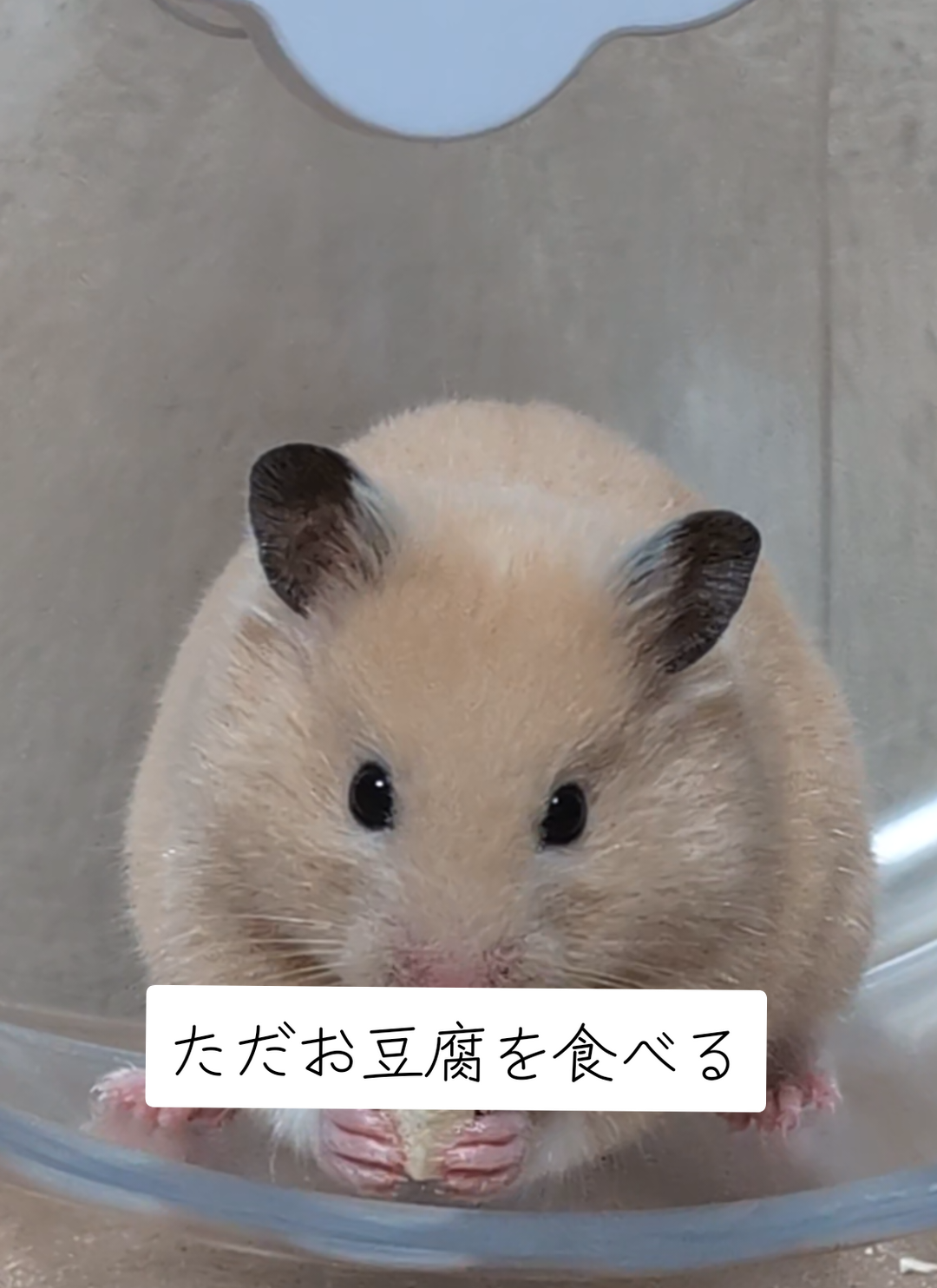 @鼻声🐹主婦