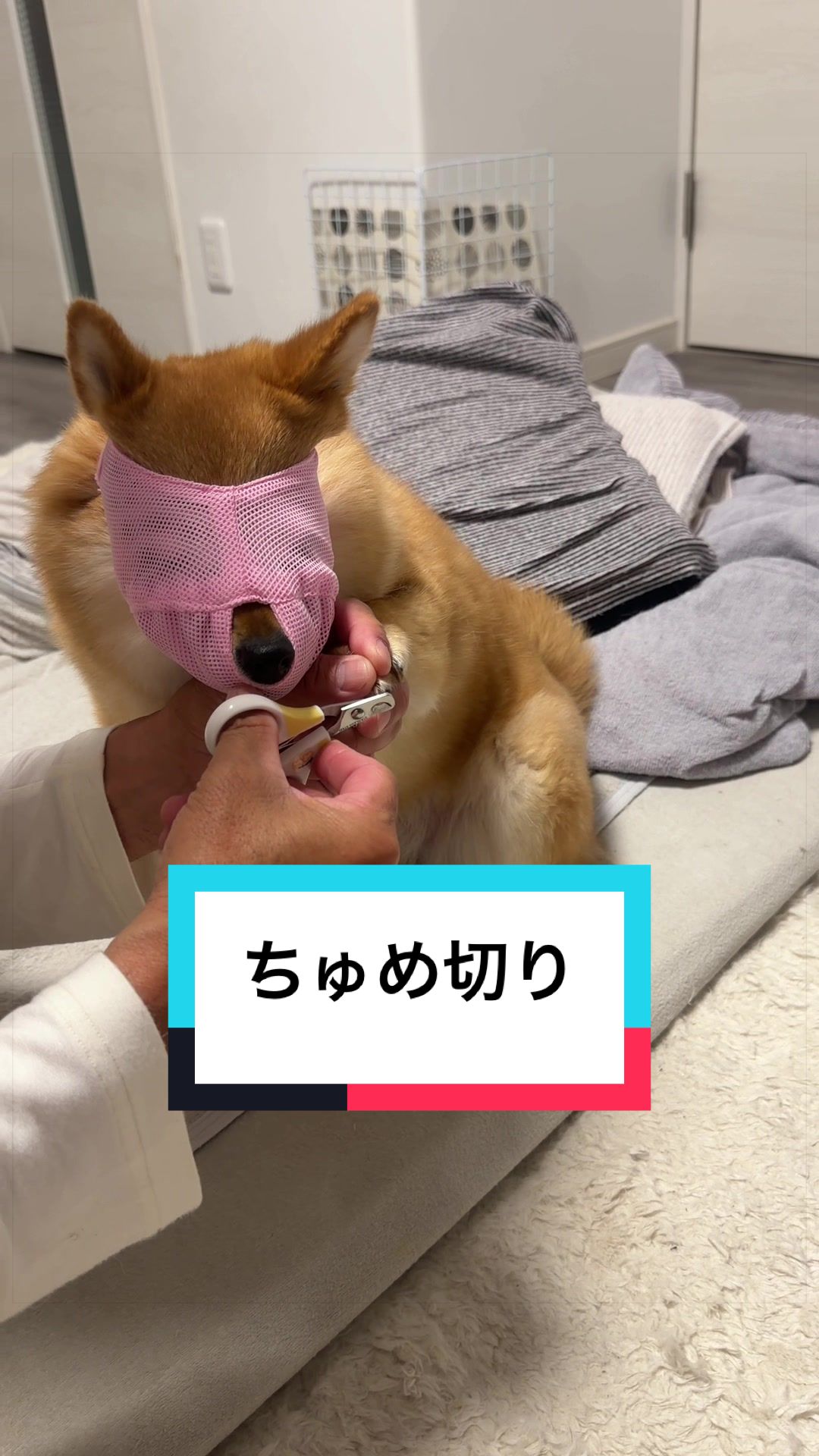 @🐶とん&ぺっぺこぺー🦊