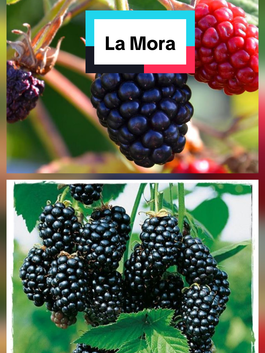 @𝐉𝐨𝐬𝐲