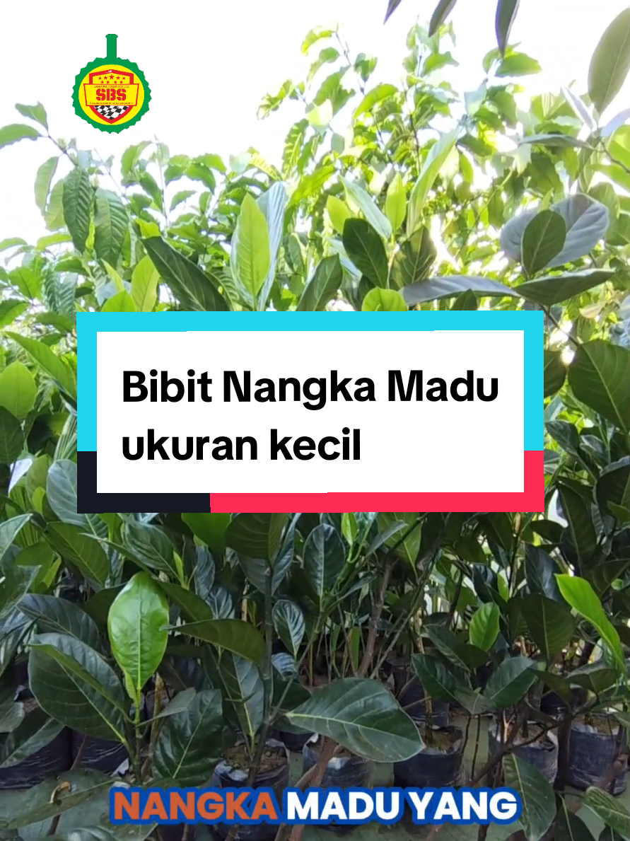 @Produksi Buah_SBS