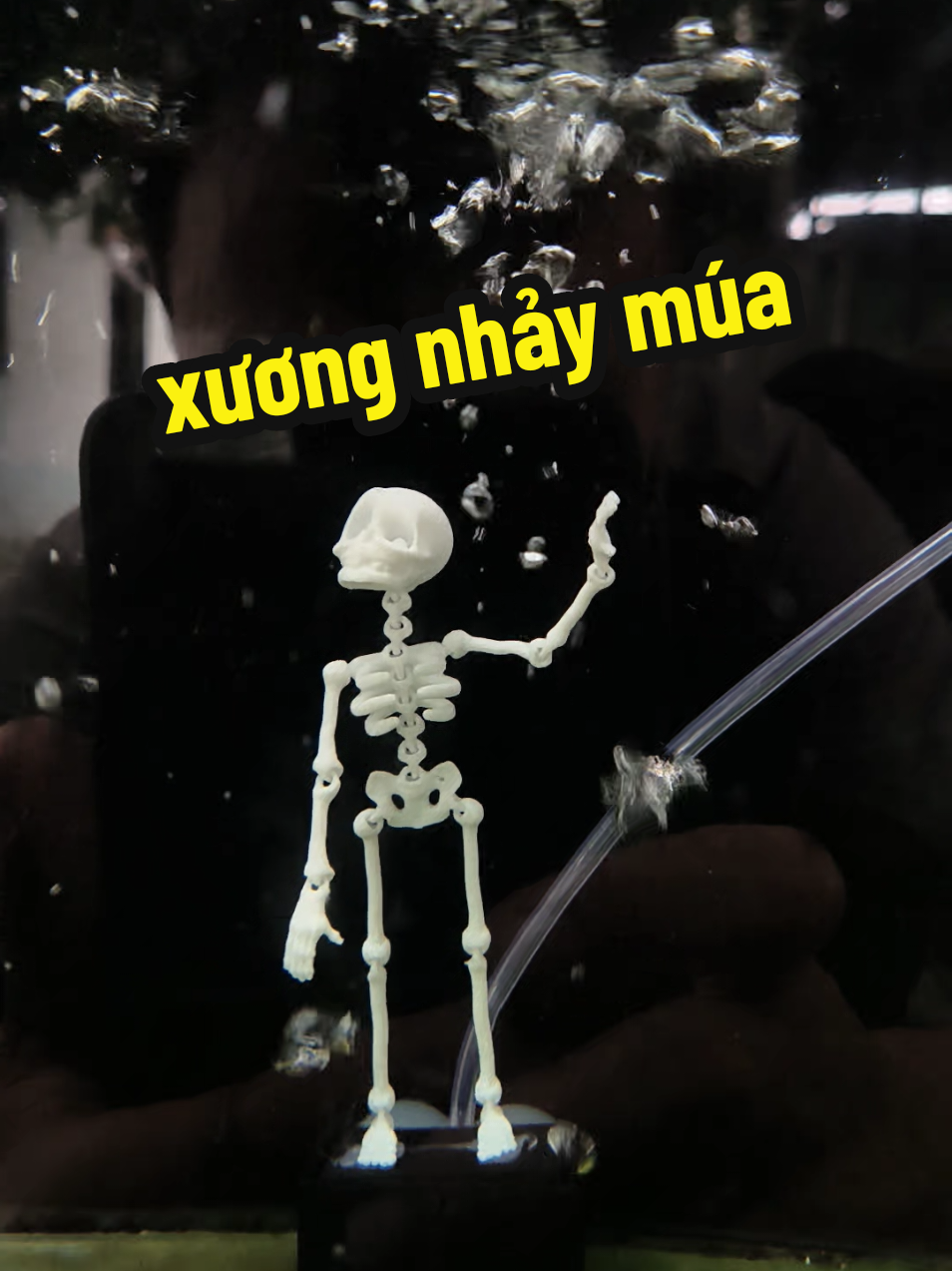@Ngắm Cá Online