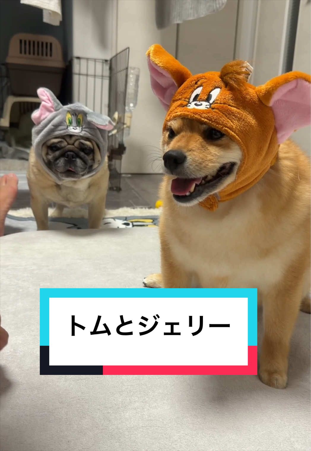 @🐶とん&ぺっぺこぺー🦊