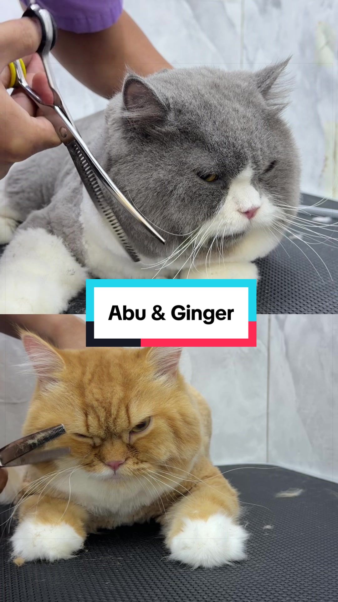 @MOZICAT | CAT GROOMING RAWANG
