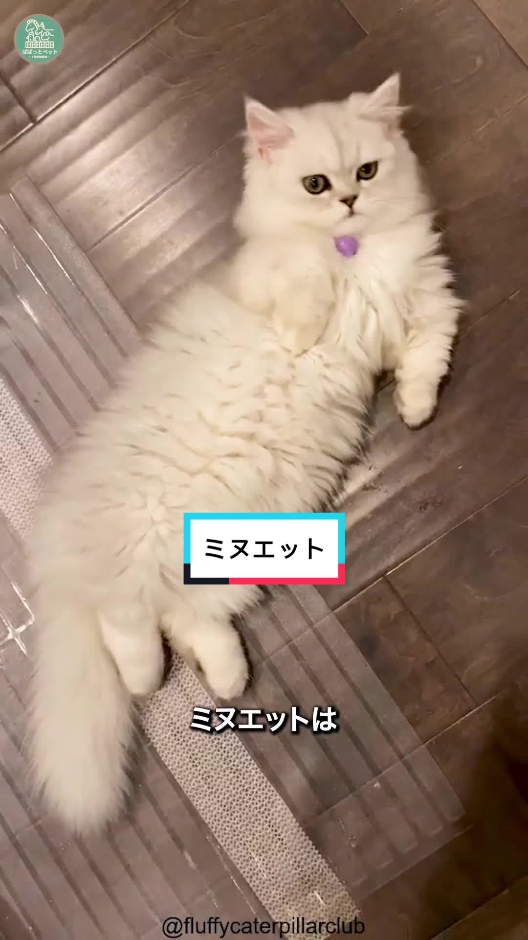 @ぱぱっとペット【動物1分解説】