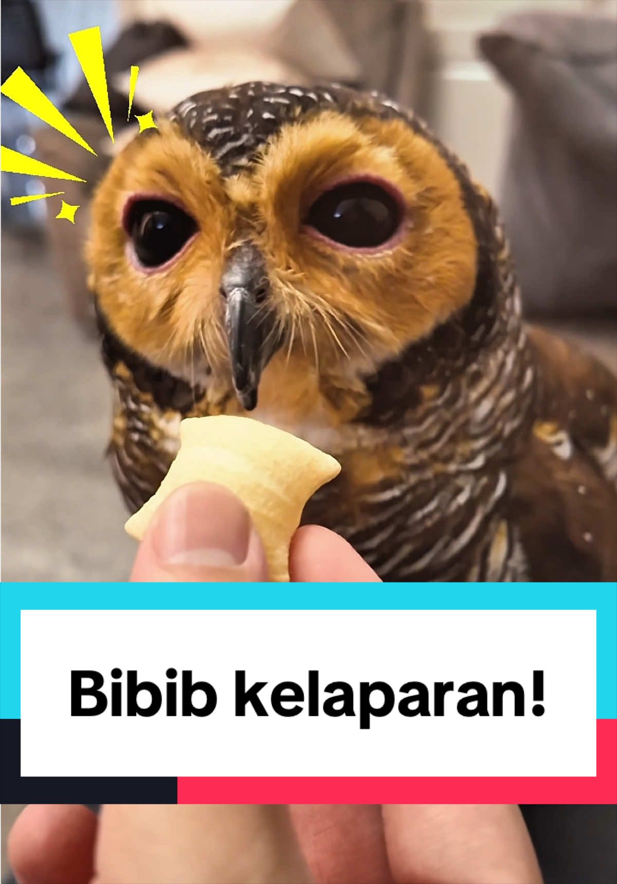 @Bibib Family