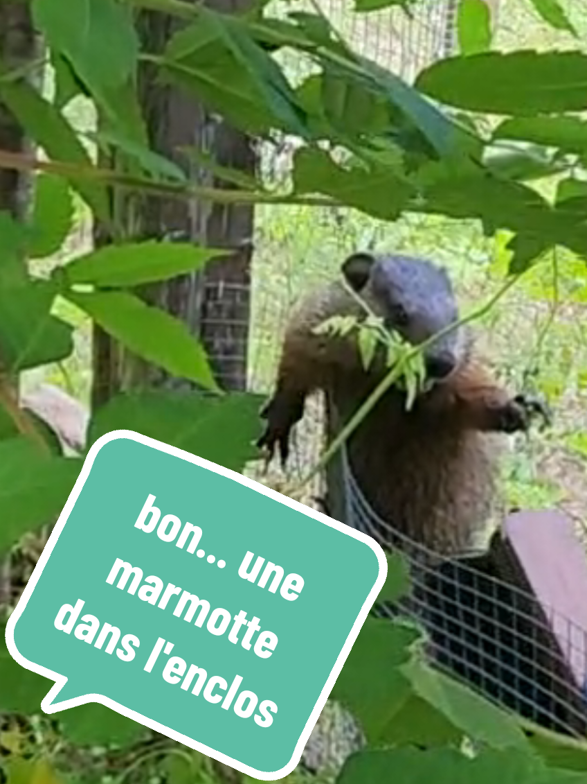 @May la taxidermiste 🇨🇦