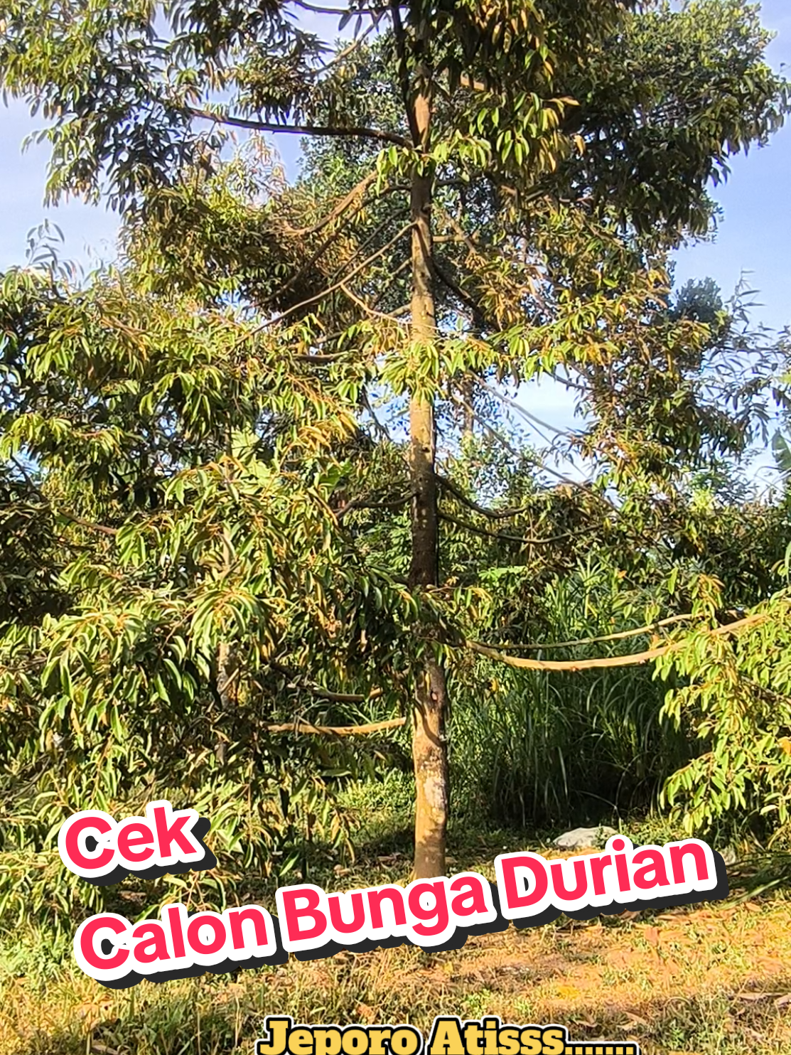 @Alas Durian Jepara