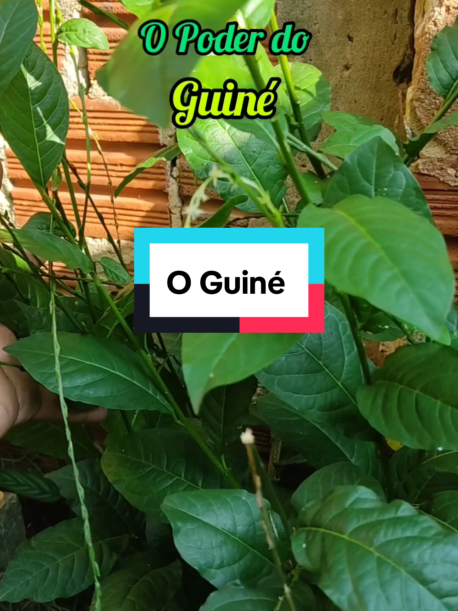 @natureza e sa&uacute;de