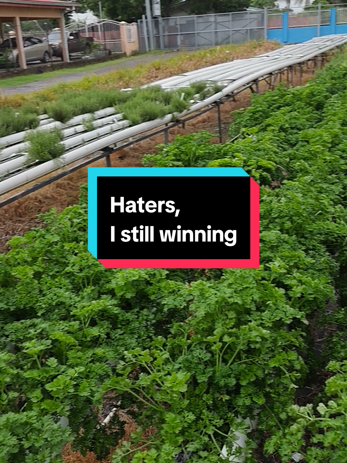 @Trini Farmer Chris 469 7467