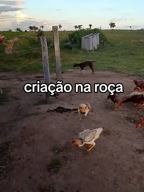 @Menina&Da roça🤠