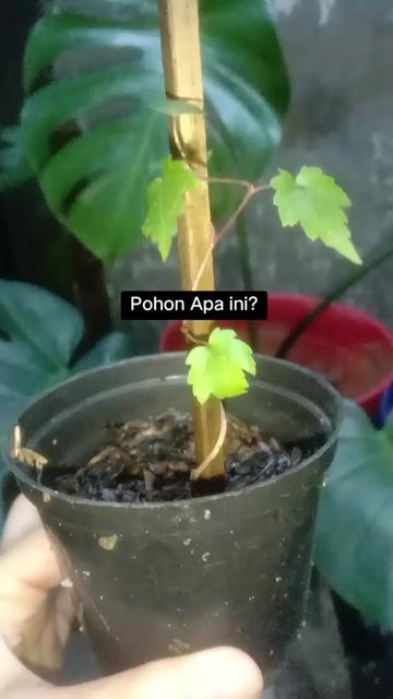 @Ayyy