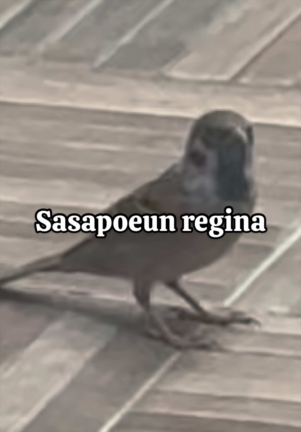 @PizzaQueen