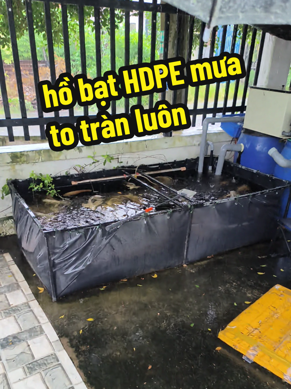 @Ngắm Cá Online