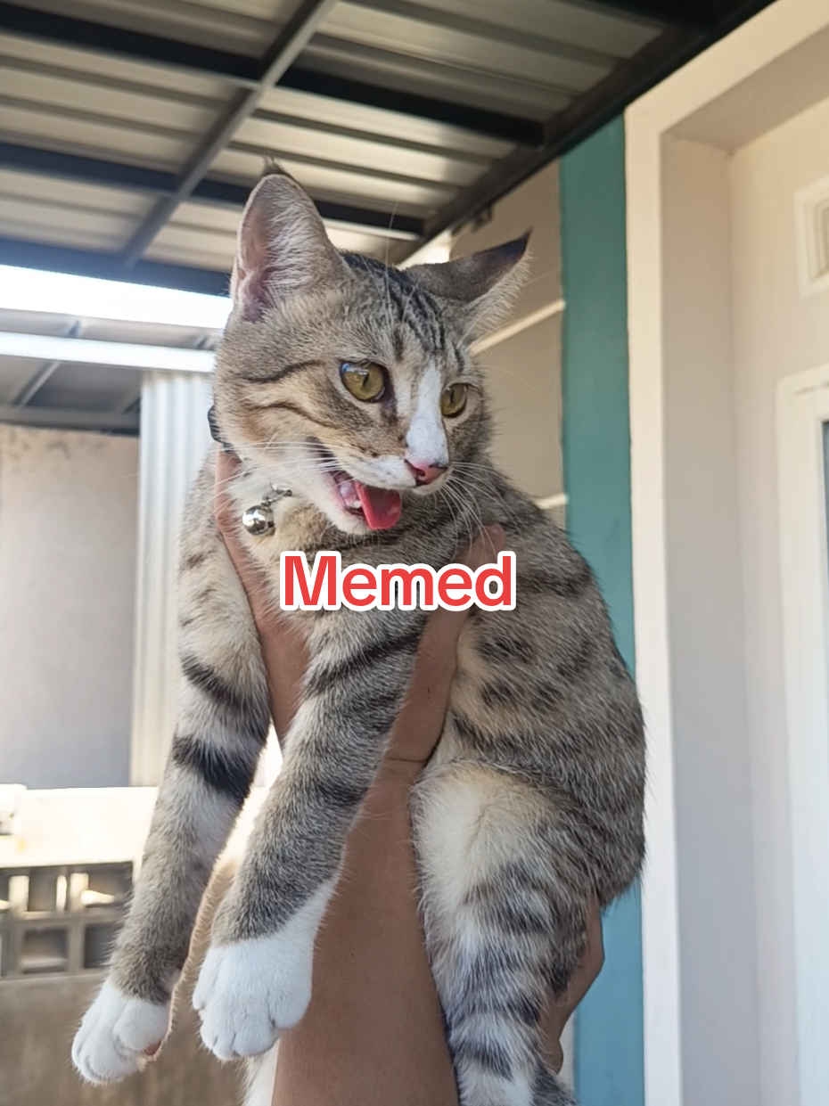 @Medayo Petcare