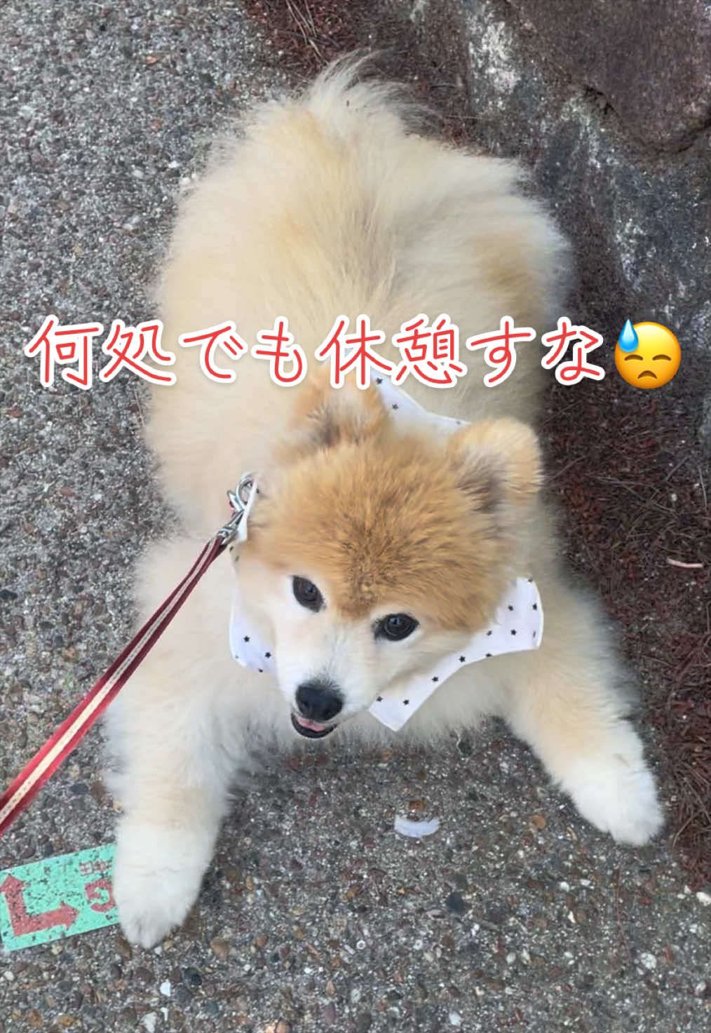 @ポメラニアン🐾えびす