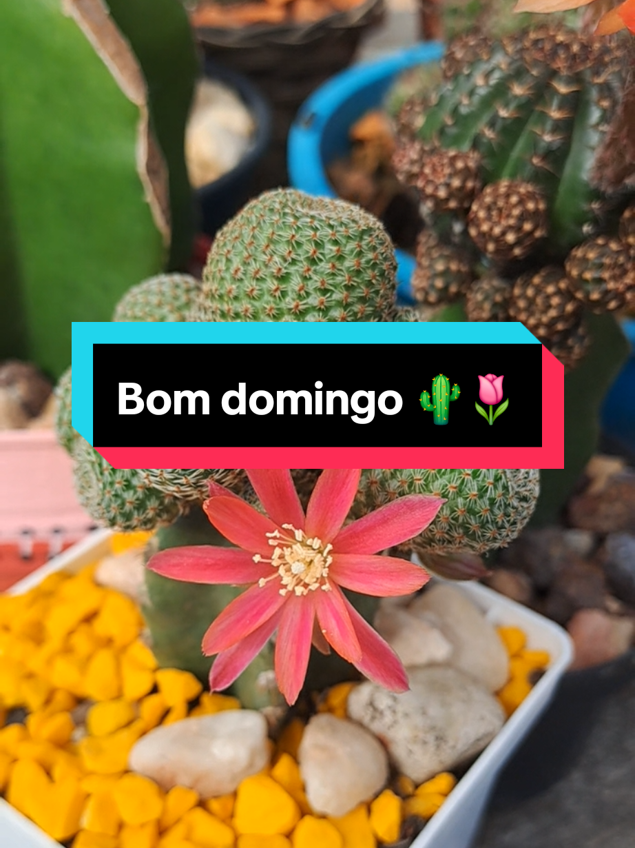 @Val Brito🌻✍️