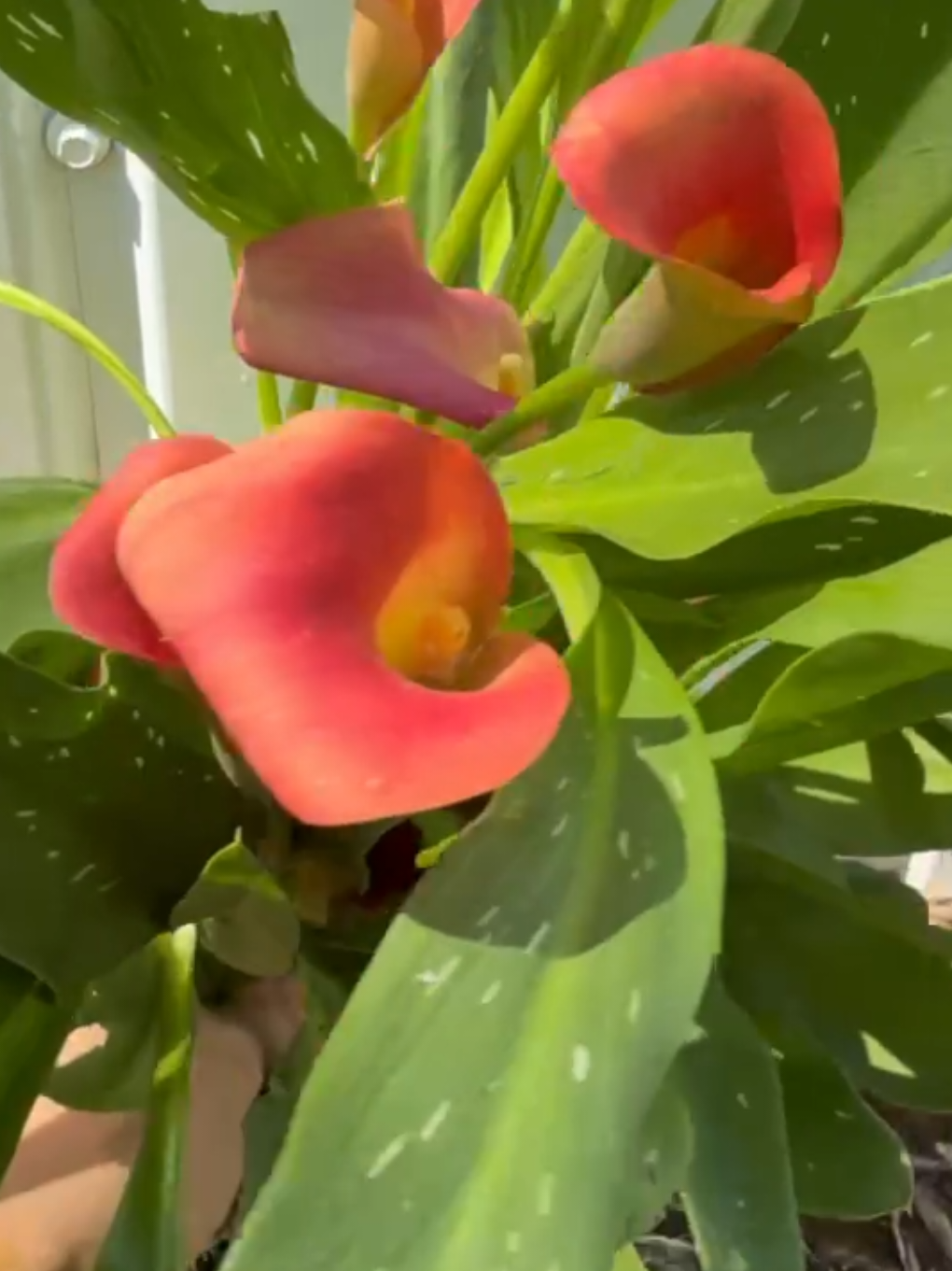 @maxflora0977350481