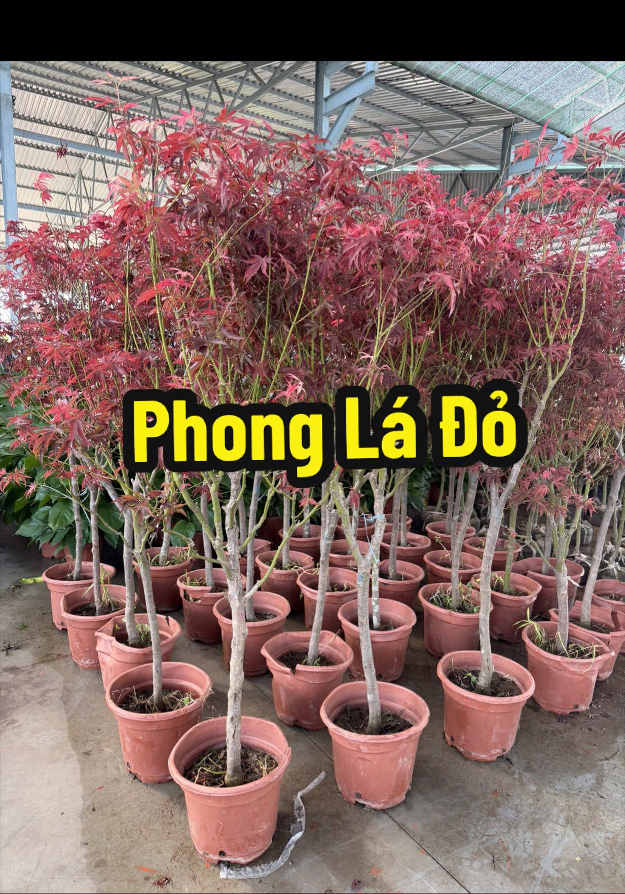 @Tiệm Lá Nhỏ