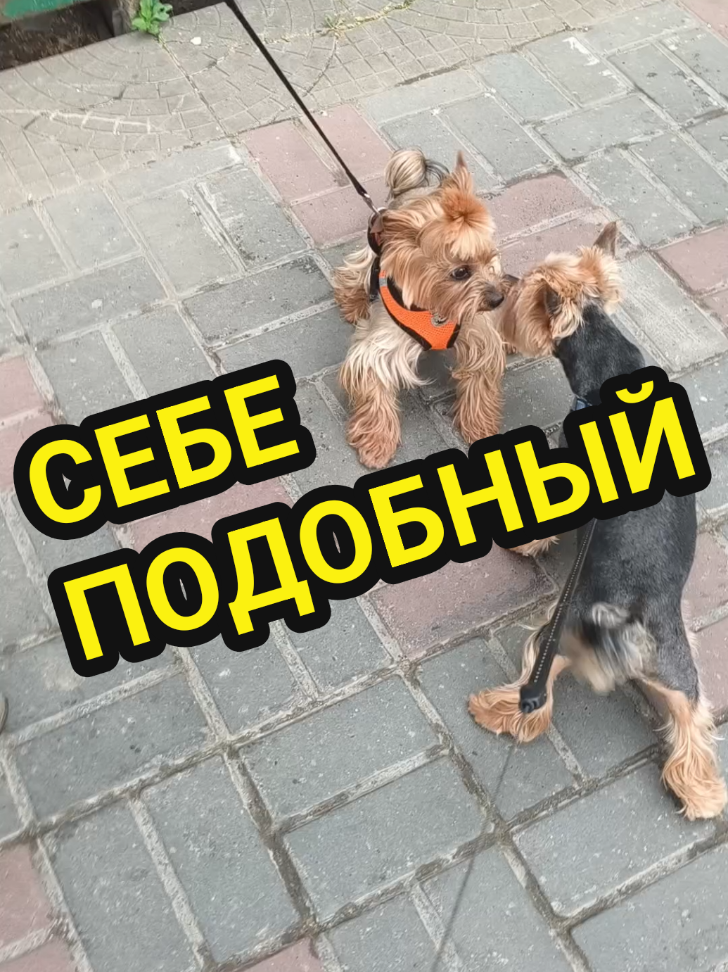 @🤟Веня Машаранский✌