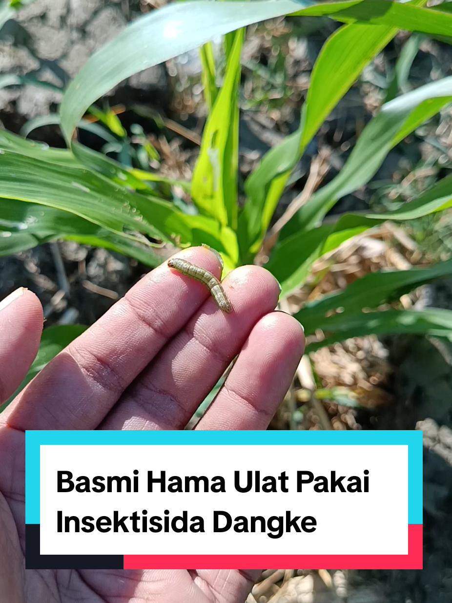 @tanipedia id
