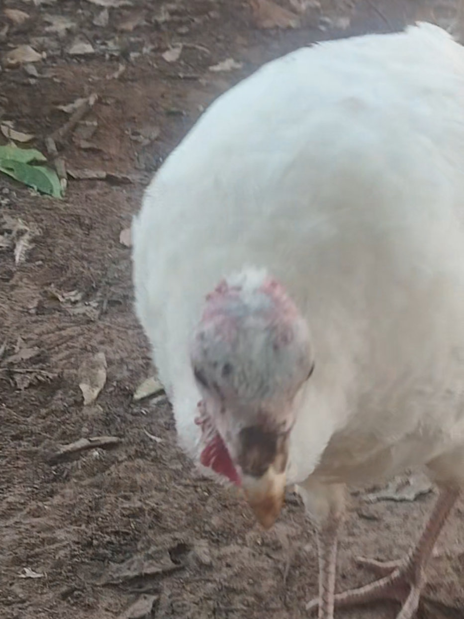 @goose.gang