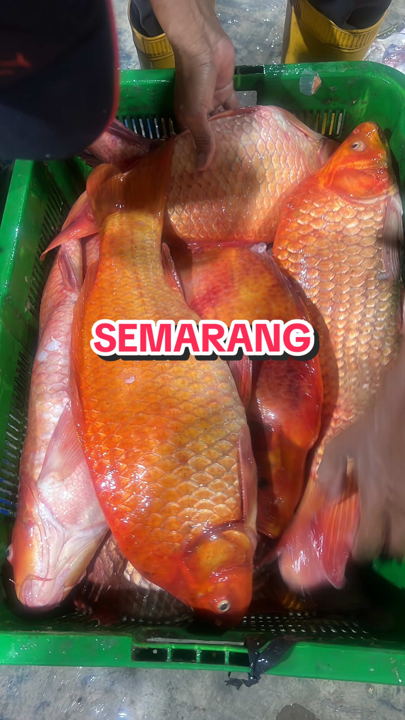 @Nofelita Sijabat