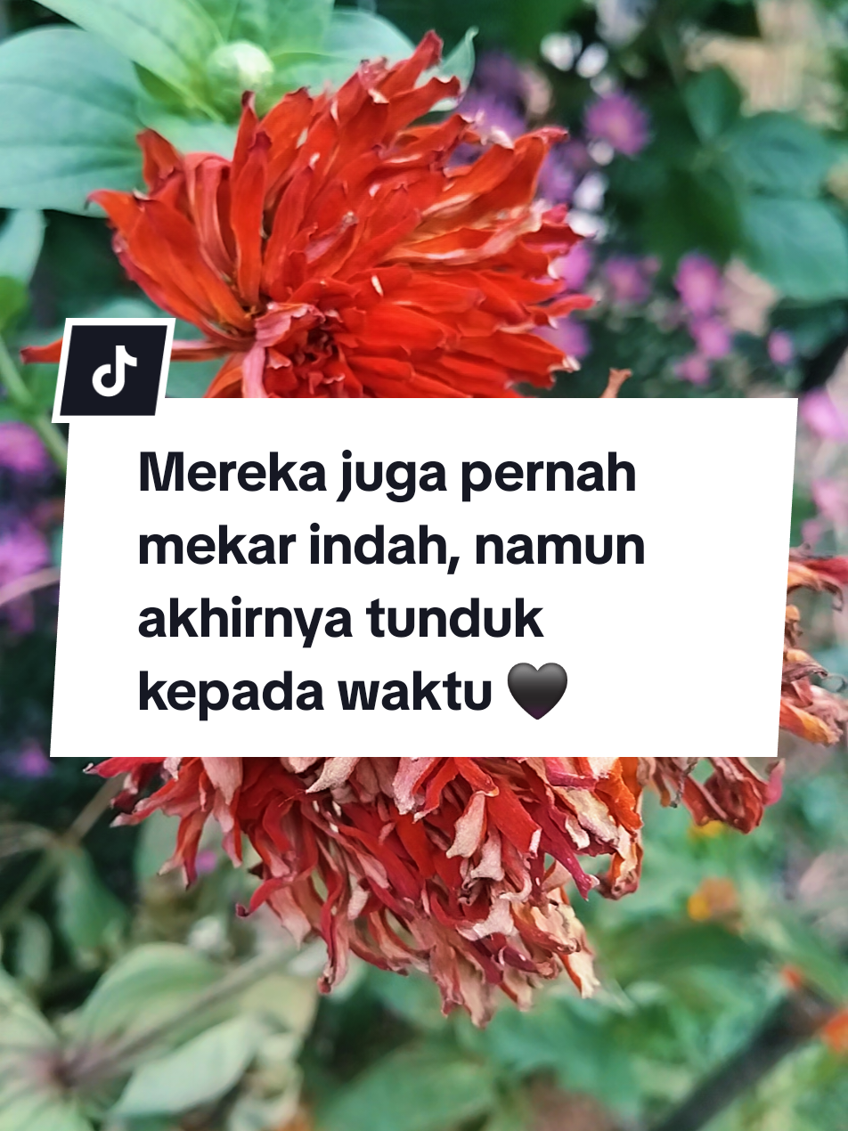 @Hayati Mummiey