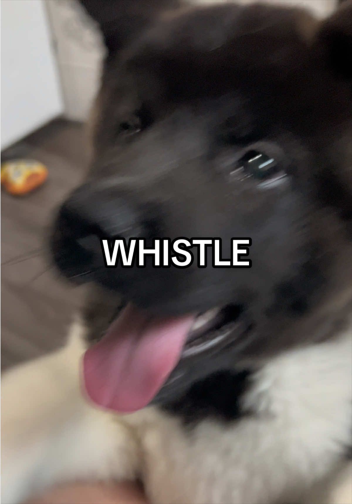 @tiara + winnie