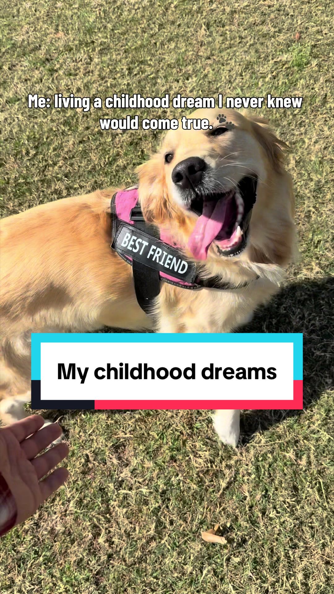 @3goldenretriever