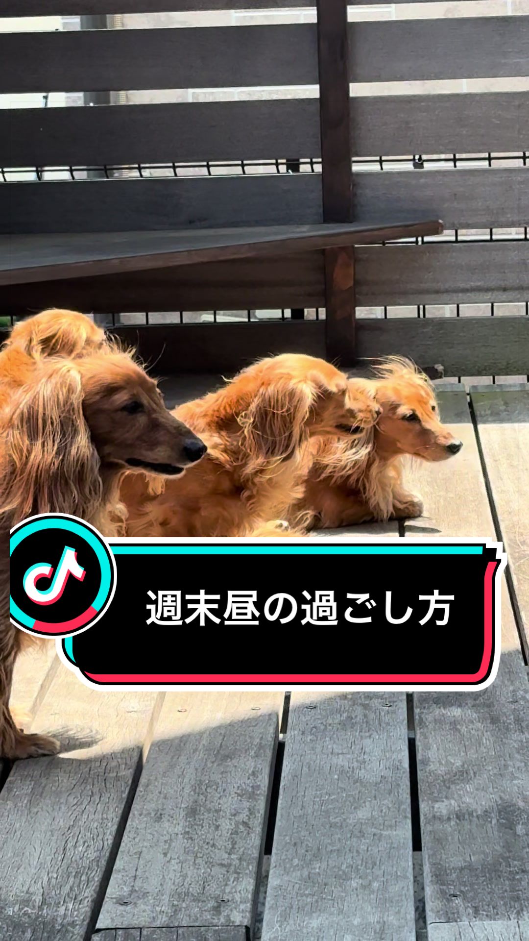 @ダックス愛好家(ワンワンパパ)