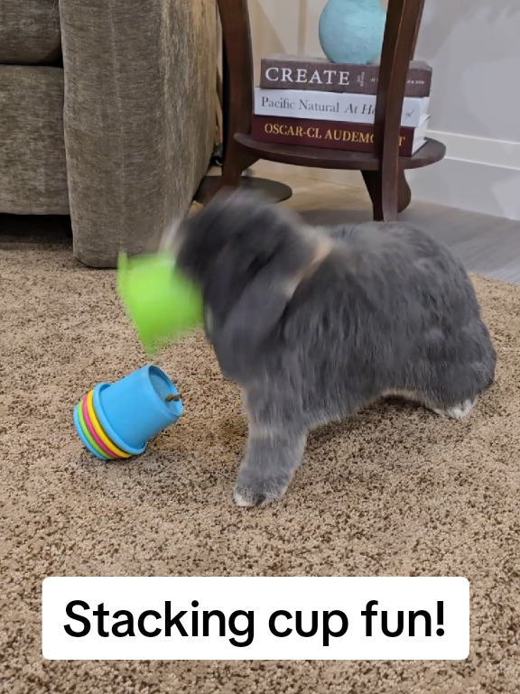 @Blueberry the Bunny