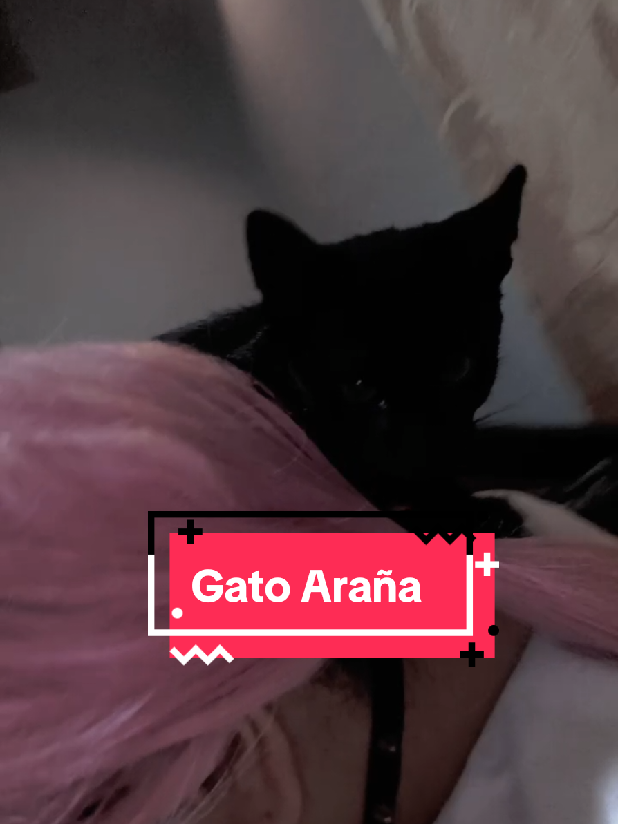 @♱𝔖𝔱𝔬𝔩𝔞𝔰 ℭ𝔬𝔰𝔭𝔩𝔞𝔶♰️