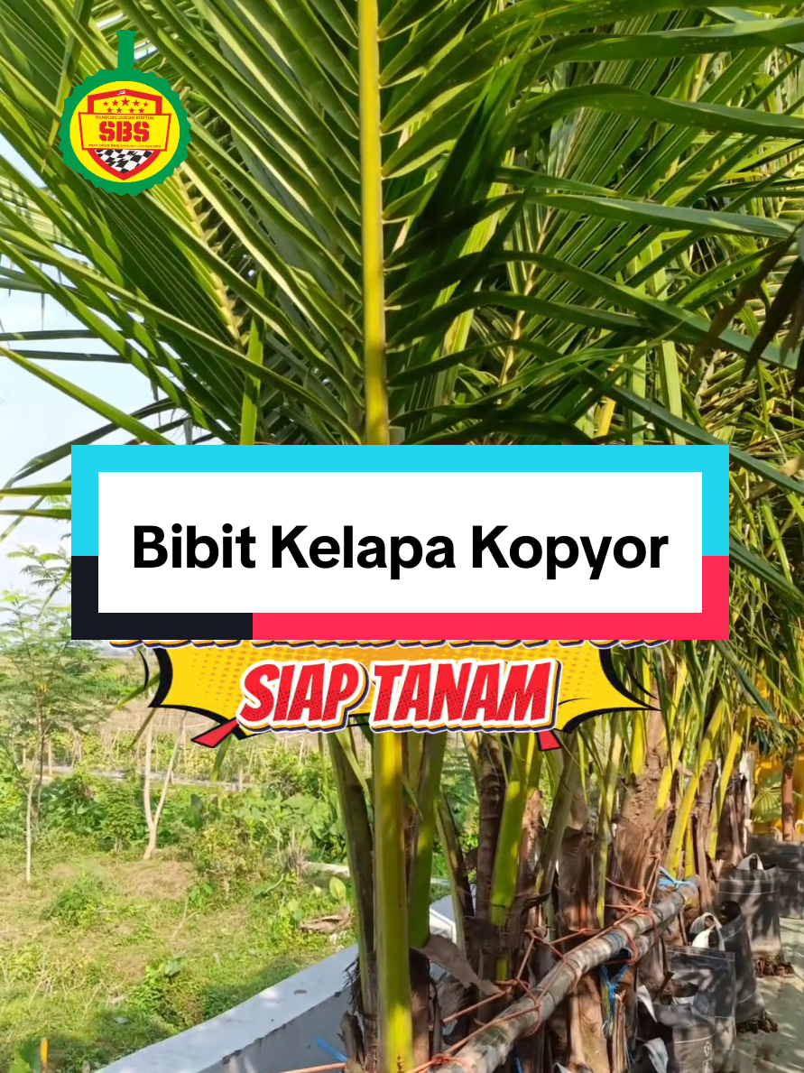 @Produksi Buah_SBS
