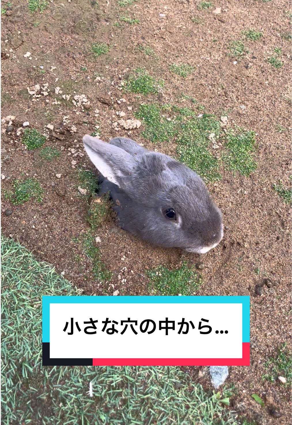 @【公式】月うさぎの里