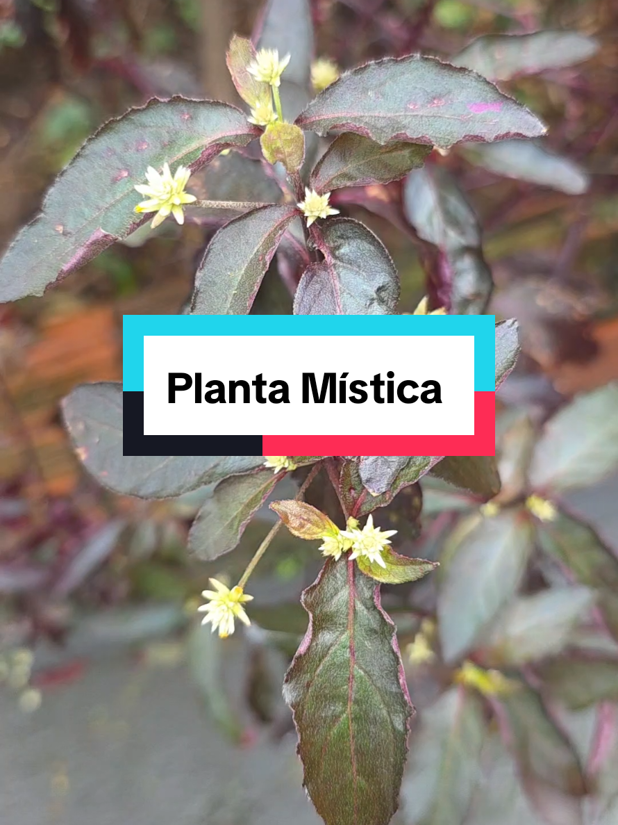 @Dicas e Receitas Naturais