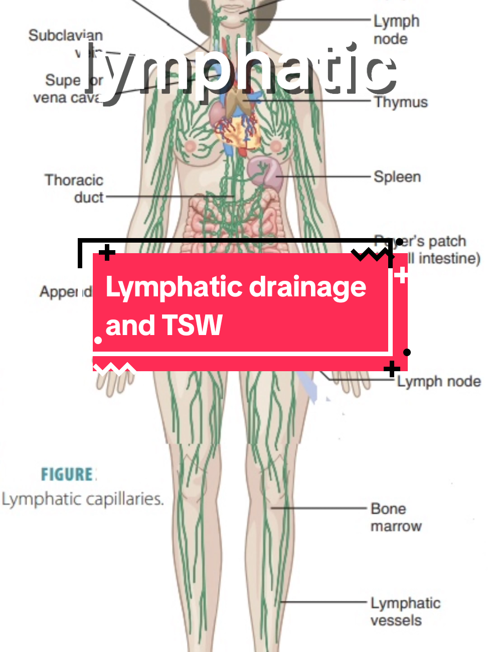 @Grace | TSW & Eczema Recovery