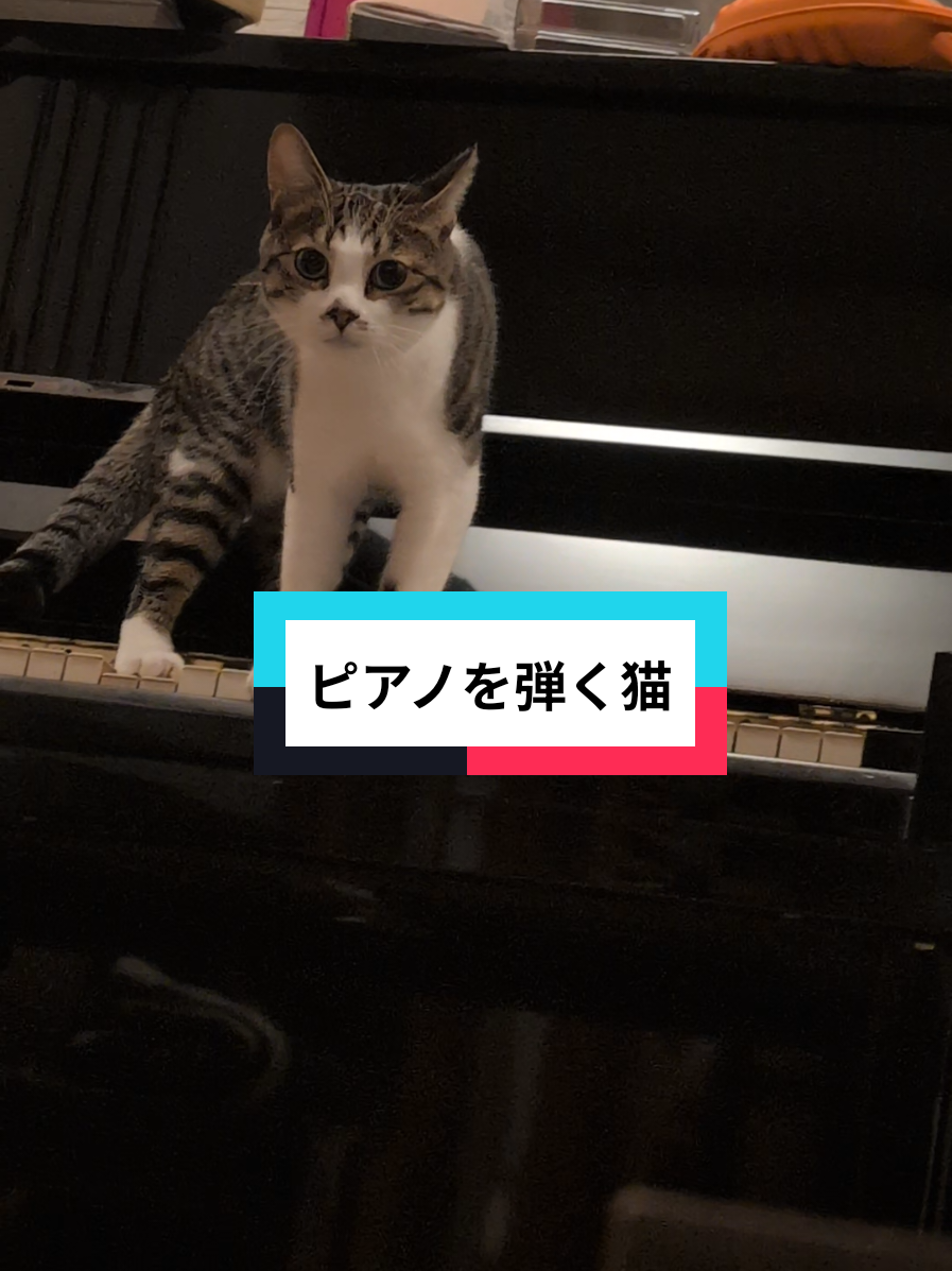 @にゃんご🐱