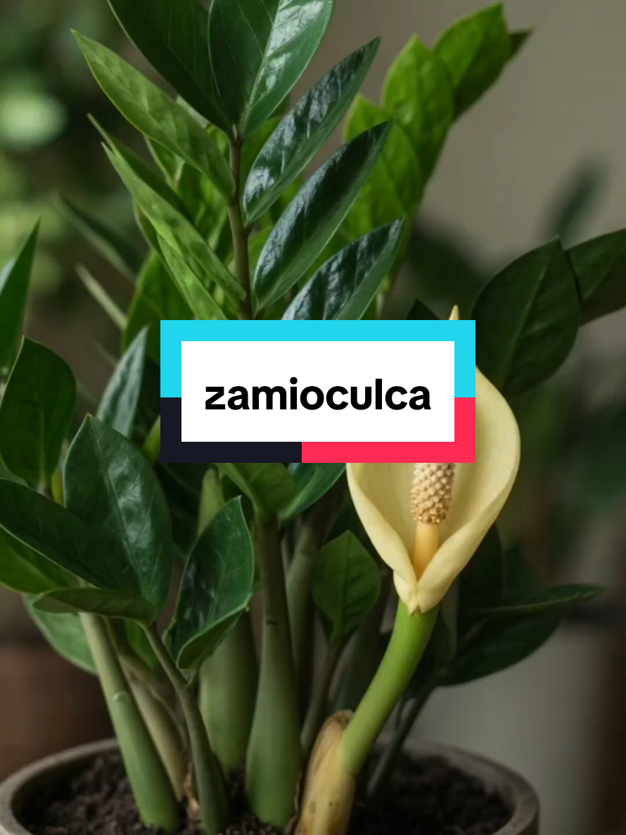 @Dicas e Receitas Naturais