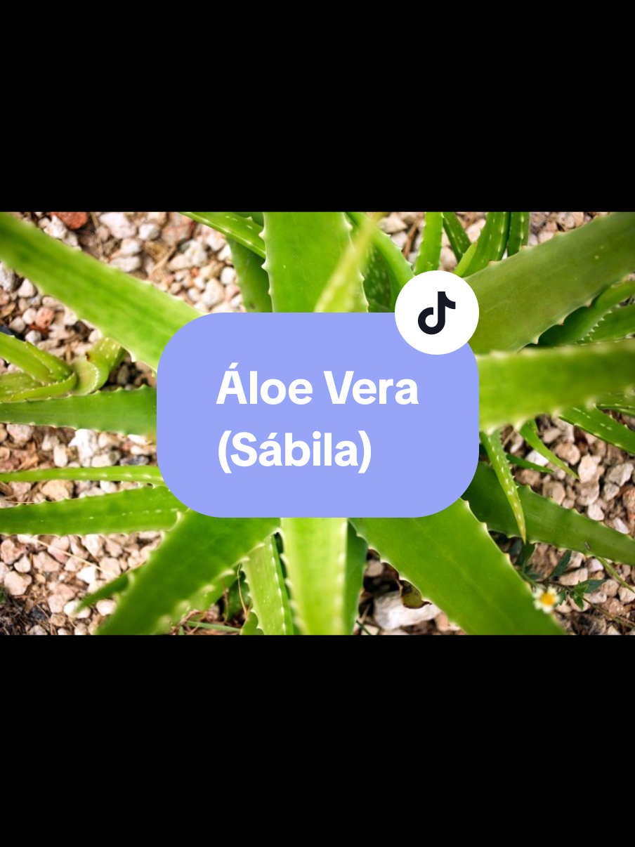 @Gu&iacute;a verde