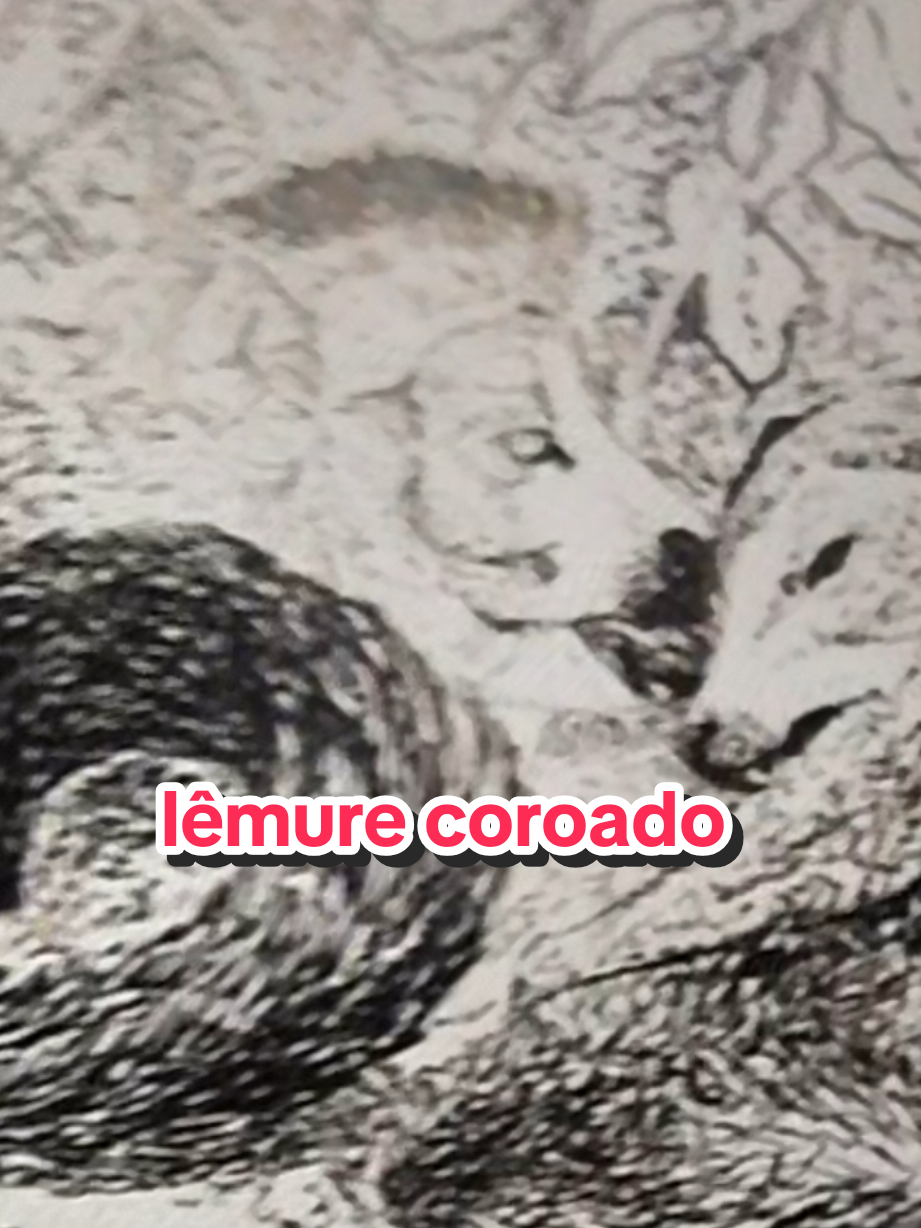 @Afonso Henrique