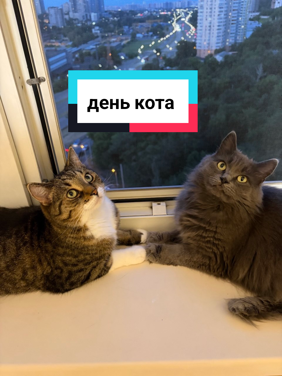 @Феликс & Кото-Семья