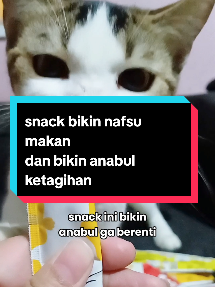 @dunia kucing