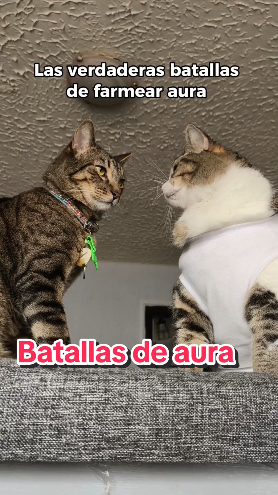 @Rayito, Jake, Ivar & Cristal