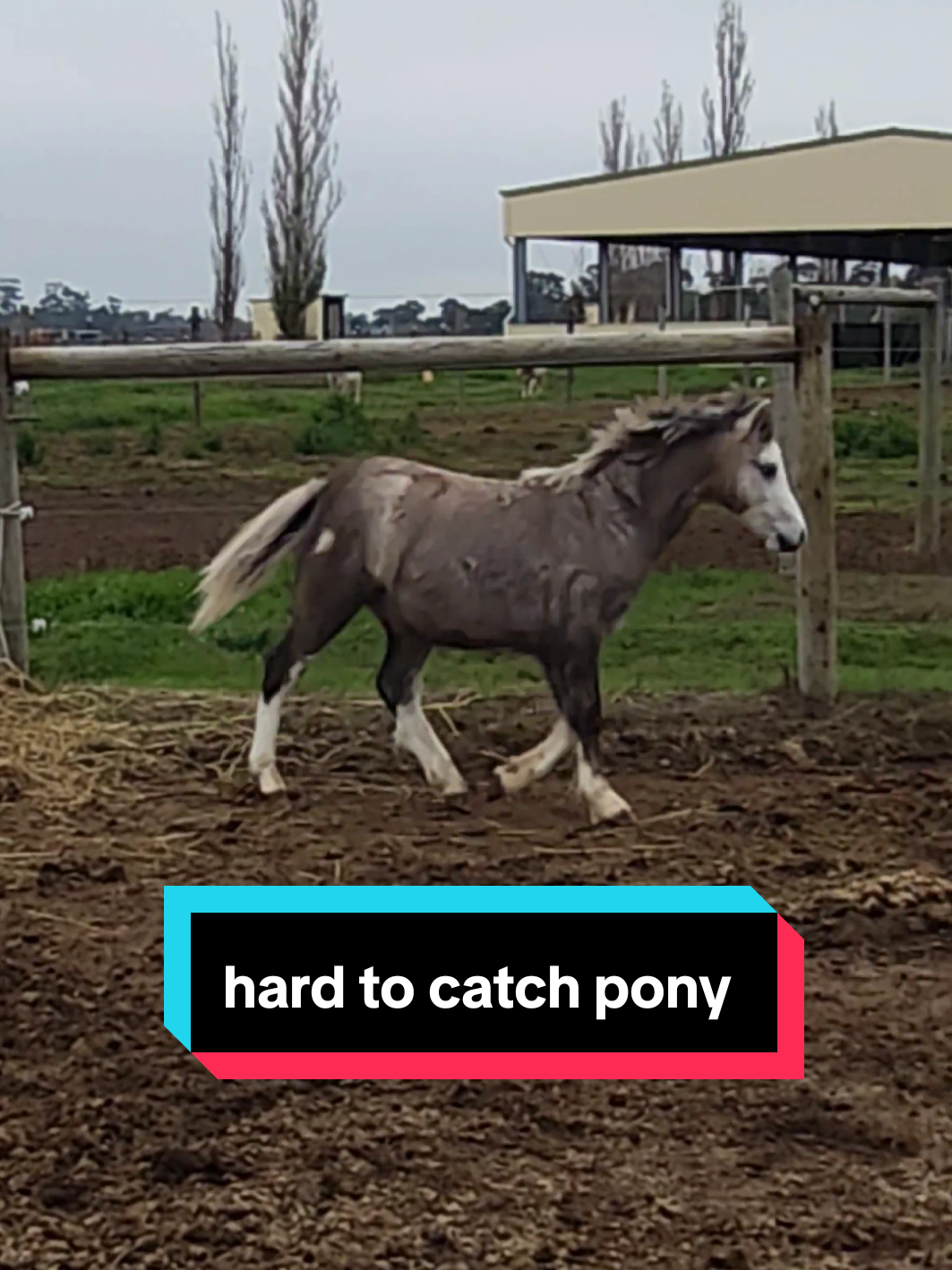@Jess | Horse trainer