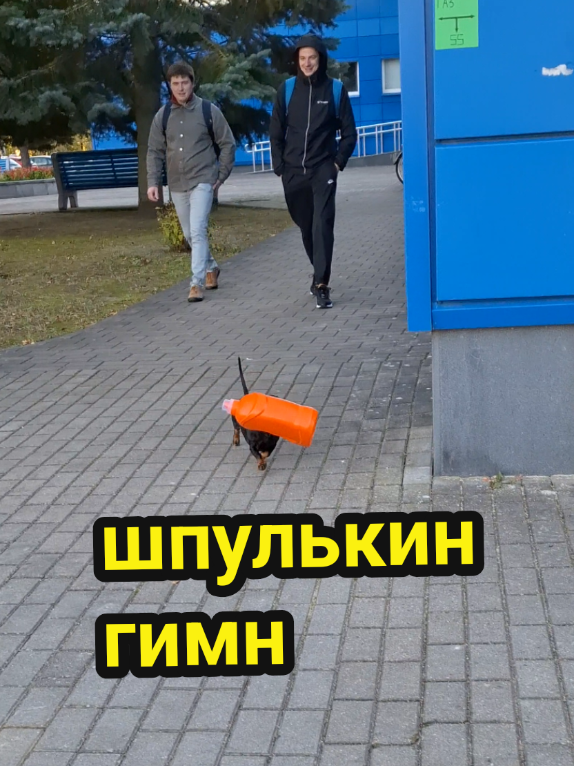 @ШПУЛЬКА. Весёлая такса!