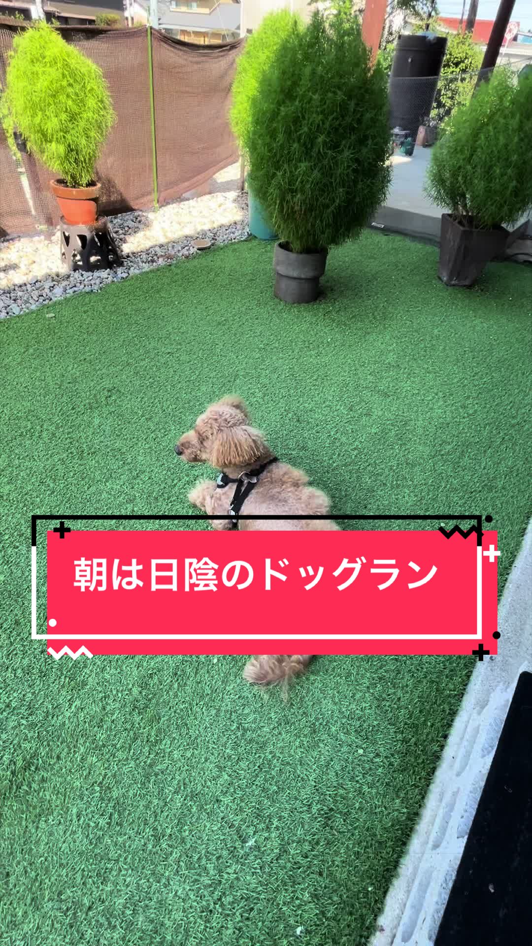 @カンキツ